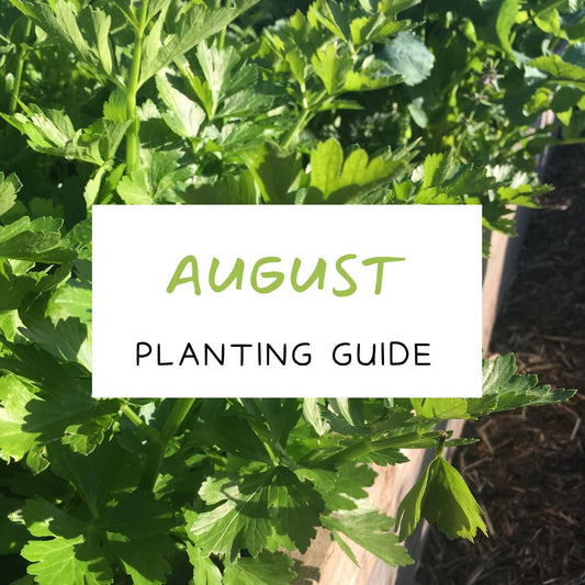 August Veggie Planting Guide